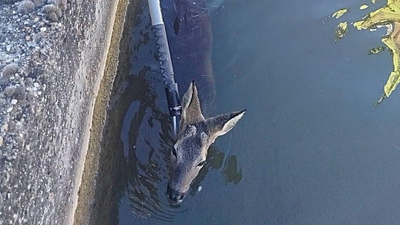 Rescate inesperado: los bomberos salvan a dos crías de corzo en un canal a las afueras de Aranda de Duero