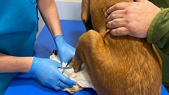 Los veterinarios reclaman un reconocimiento profesional por su tarea en la seguridad de los alimentos o el control de zoonosis