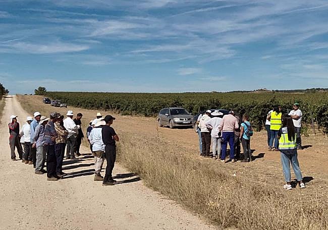 Inspección de viñedos en La Ribera del Duero.