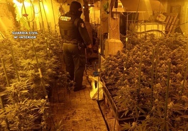 Desarticulada una macroplantación de marihuana dentro de un inmueble en el norte de Burgos
