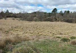 Zona donde se creará el humedal de Cabezón de la Sierra, en Burgos.