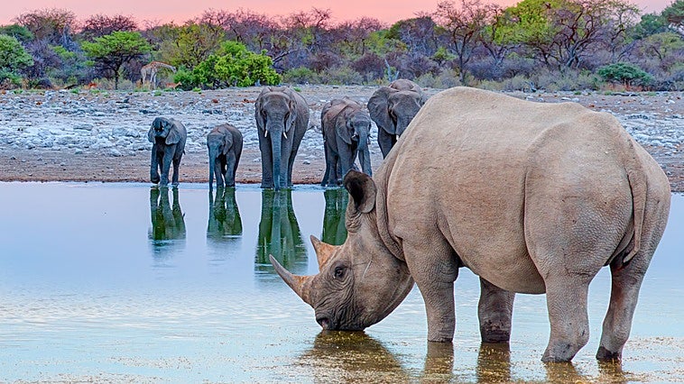 El CENIEH participa en un estudio que demuestra que la escasa aparición de nuevas especies acabó con los megaherbívoros africanos