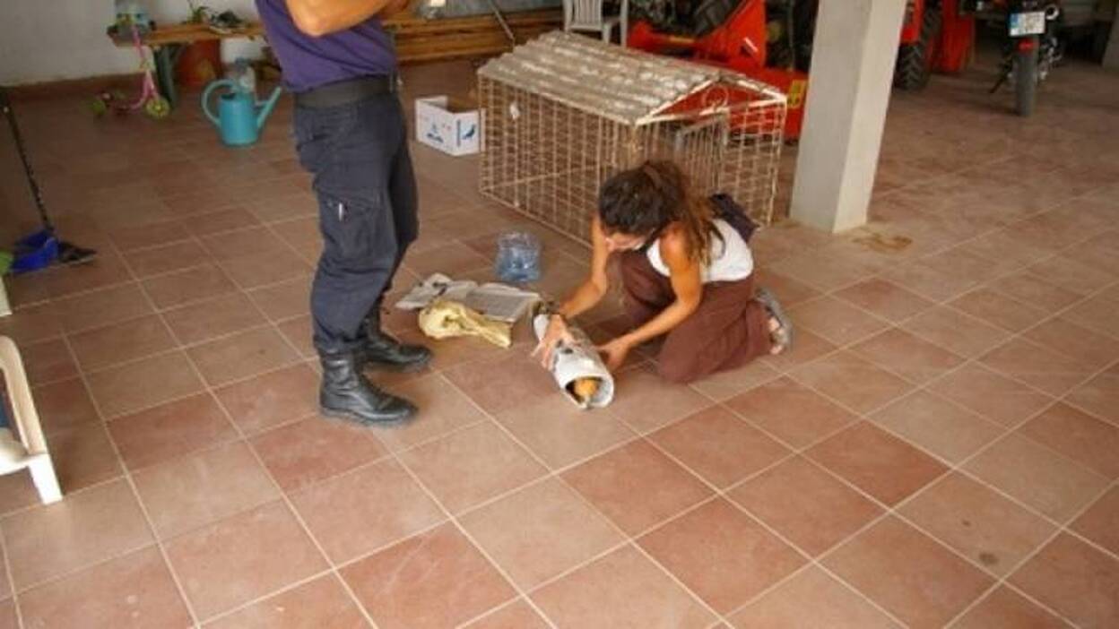 Medio Ambiente atiende a un guirre que apareció ayer deshidratado en Tuineje