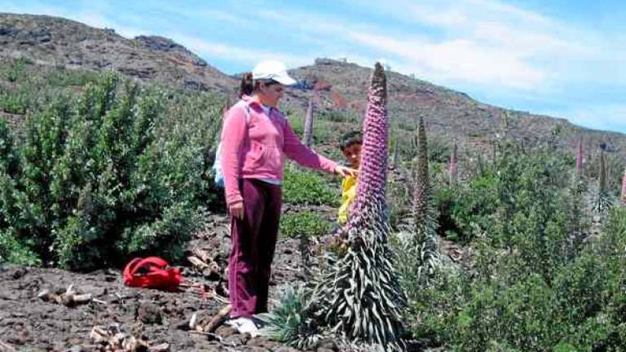 Un jardín de gran altura