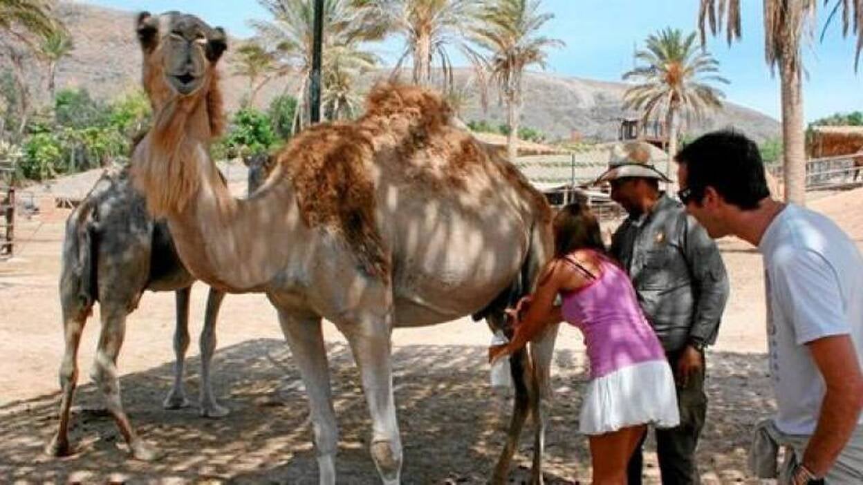 Leche de camella para bajar el azúcar