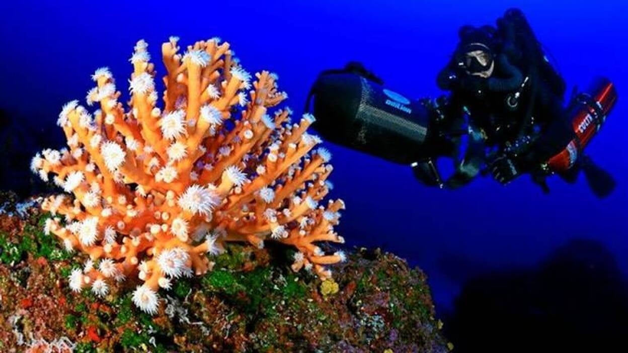 Las profundidades marinas de El Hierro