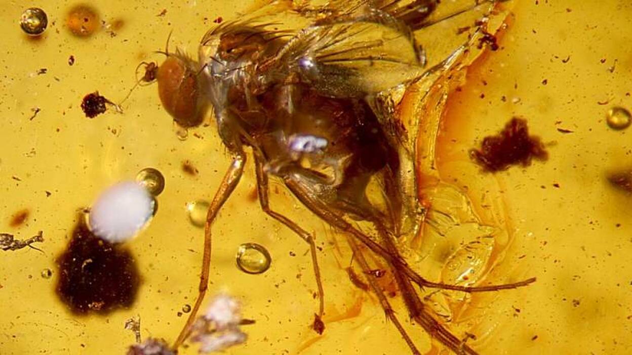 Insectos fosilizados