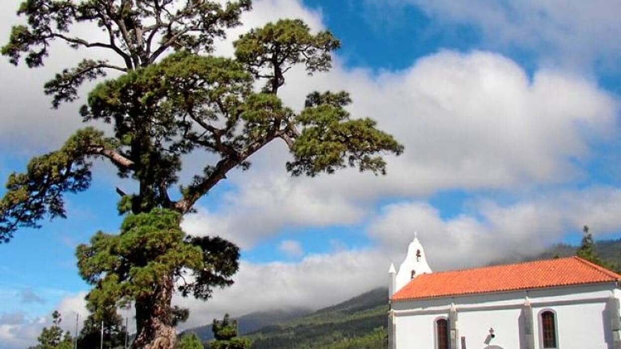 El pino de la Virgen de El Paso, el más viejo de Canarias, sigue deprimido