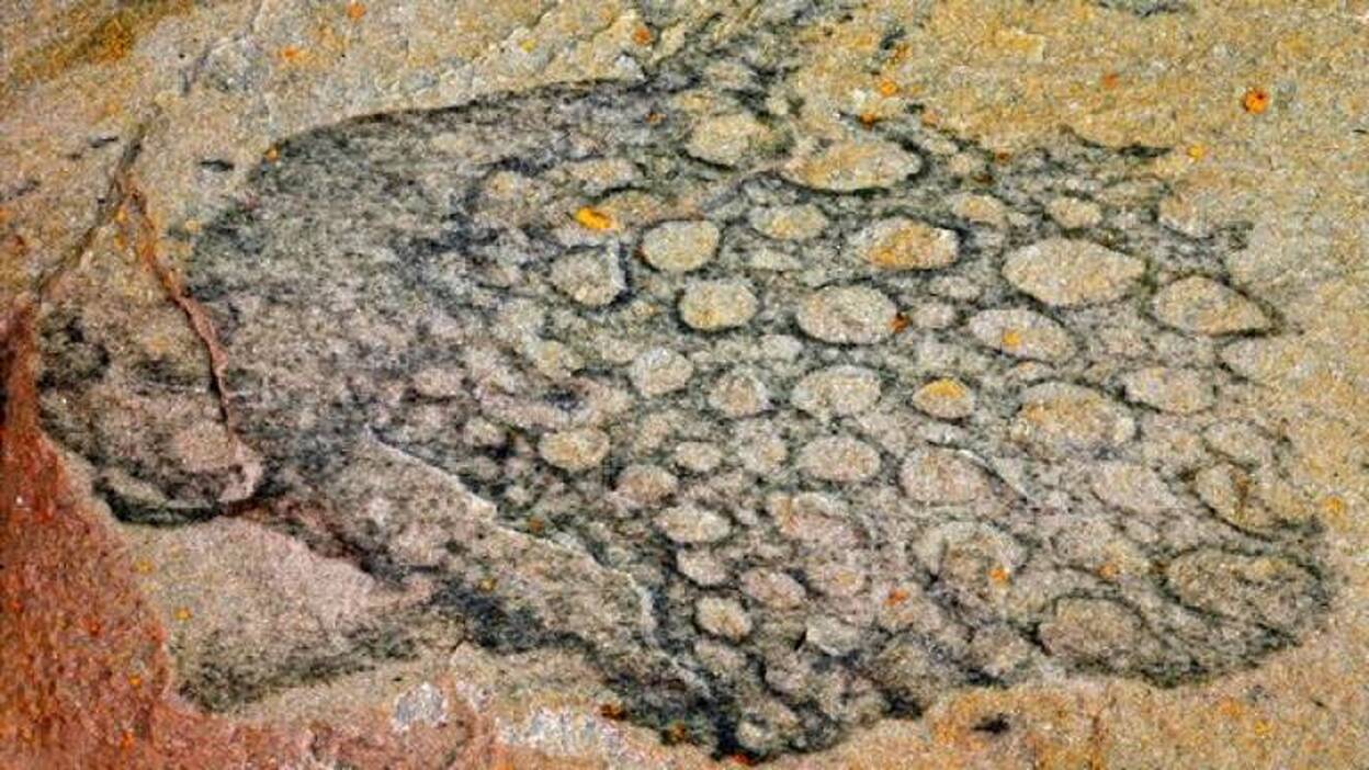 Paleontólogos de tres universidades descubren esponja más antigua de Europa