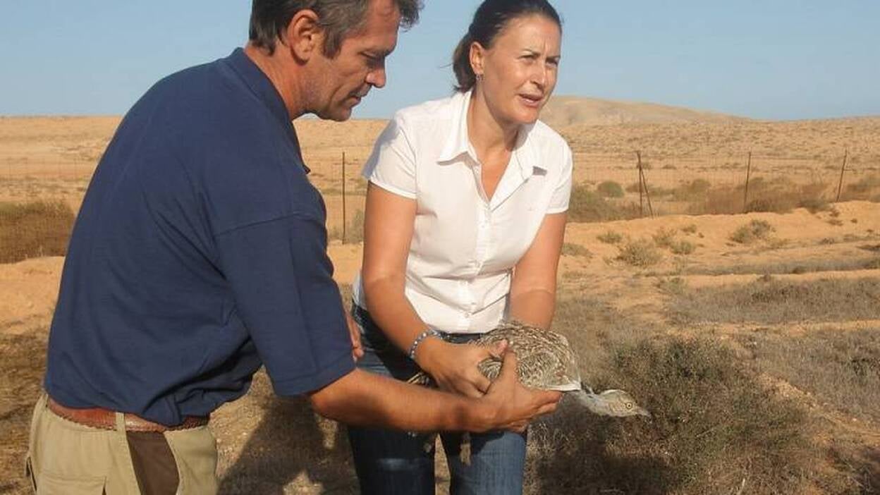 Una hubara más para el sueño de Fuerteventura de albergar su Parque Nacional