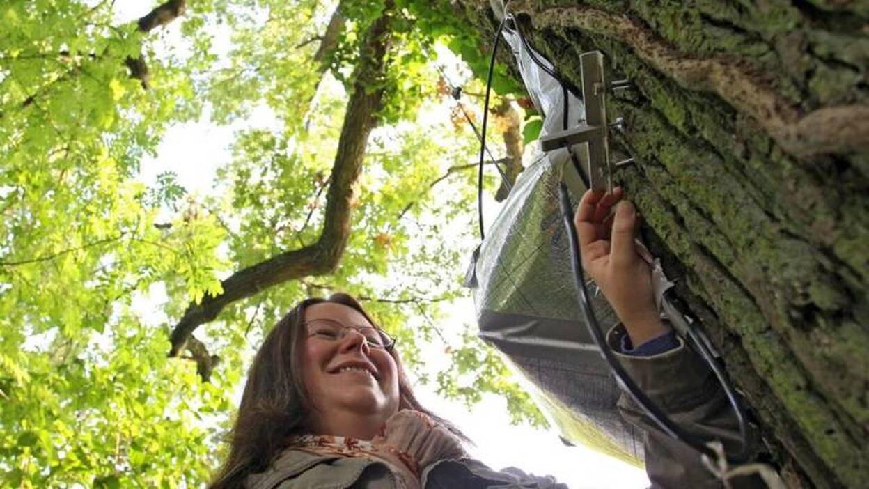 'El árbol que habla' como embajador de la naturaleza