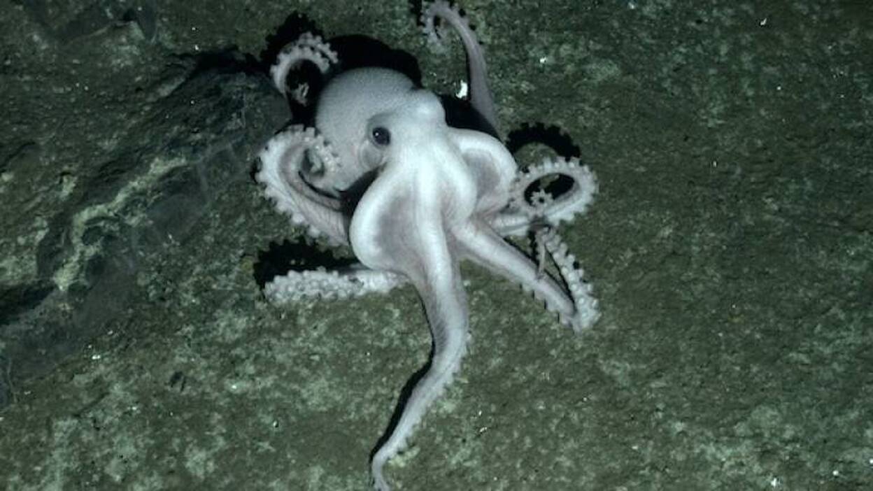 Hallan un 'mundo perdido' alrededor de la Antártida