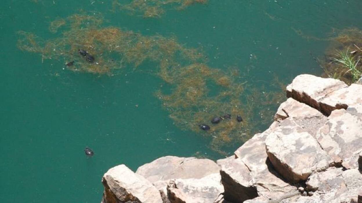 Plan de choque contra las tortugas de Ayagaures