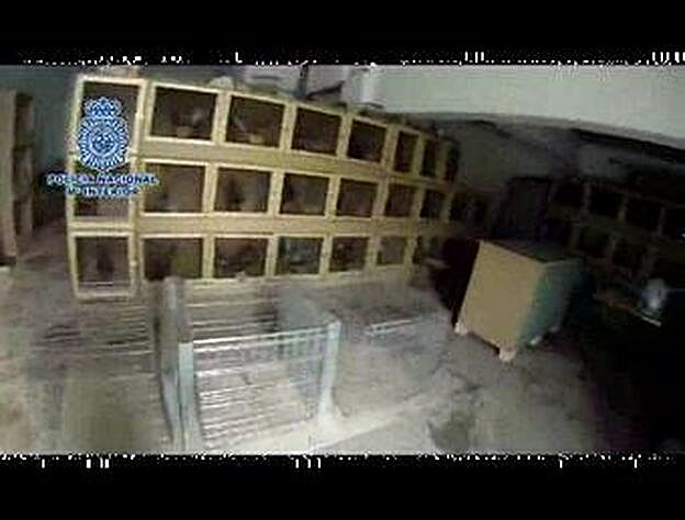 Caen dos matriarcados de delincuentes