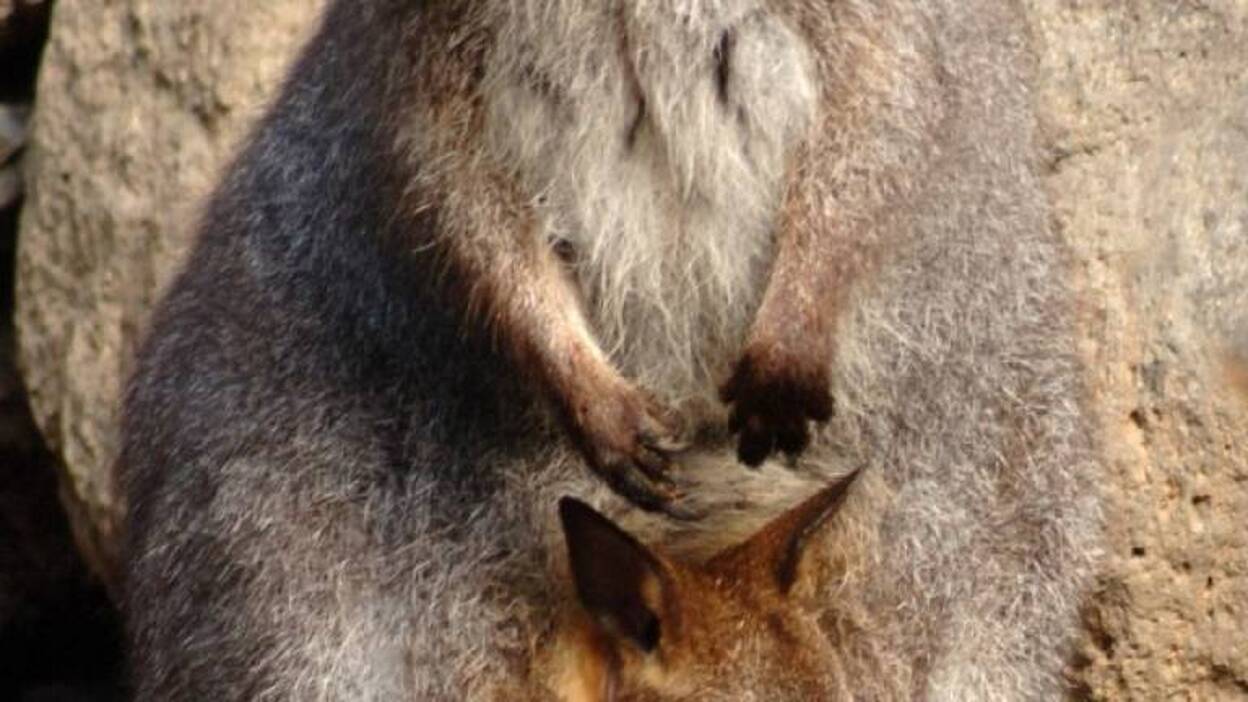 Las 'mamás wallabíes' celebraron el Día de la Madre en Palmitos Park