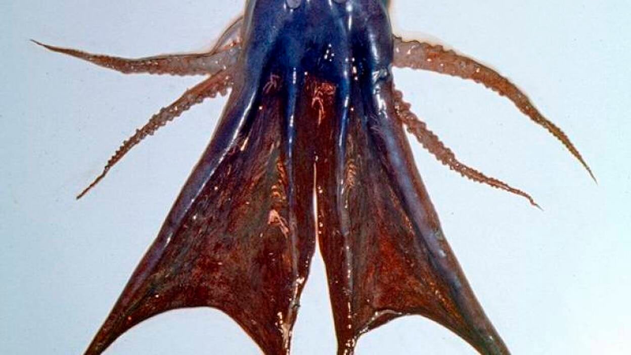 Fumarolas hidrotermales y especies gigantes, enigmas que ocultan los océanos