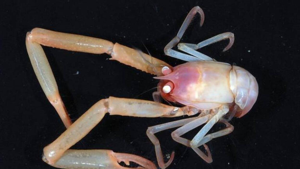 Captan imágenes de extrañas criaturas del fondo marino neozelandés