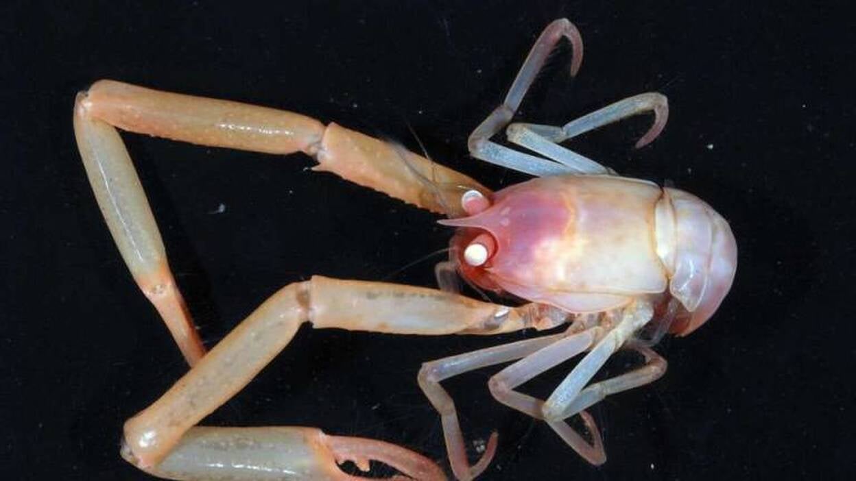 Extrañas criaturas bajo el mar