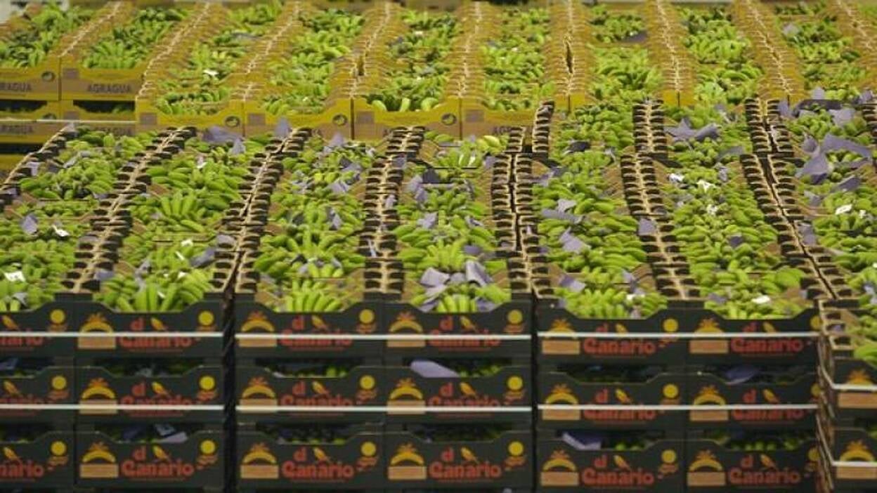 El Plátano de Canarias se comercializará como producto europeo