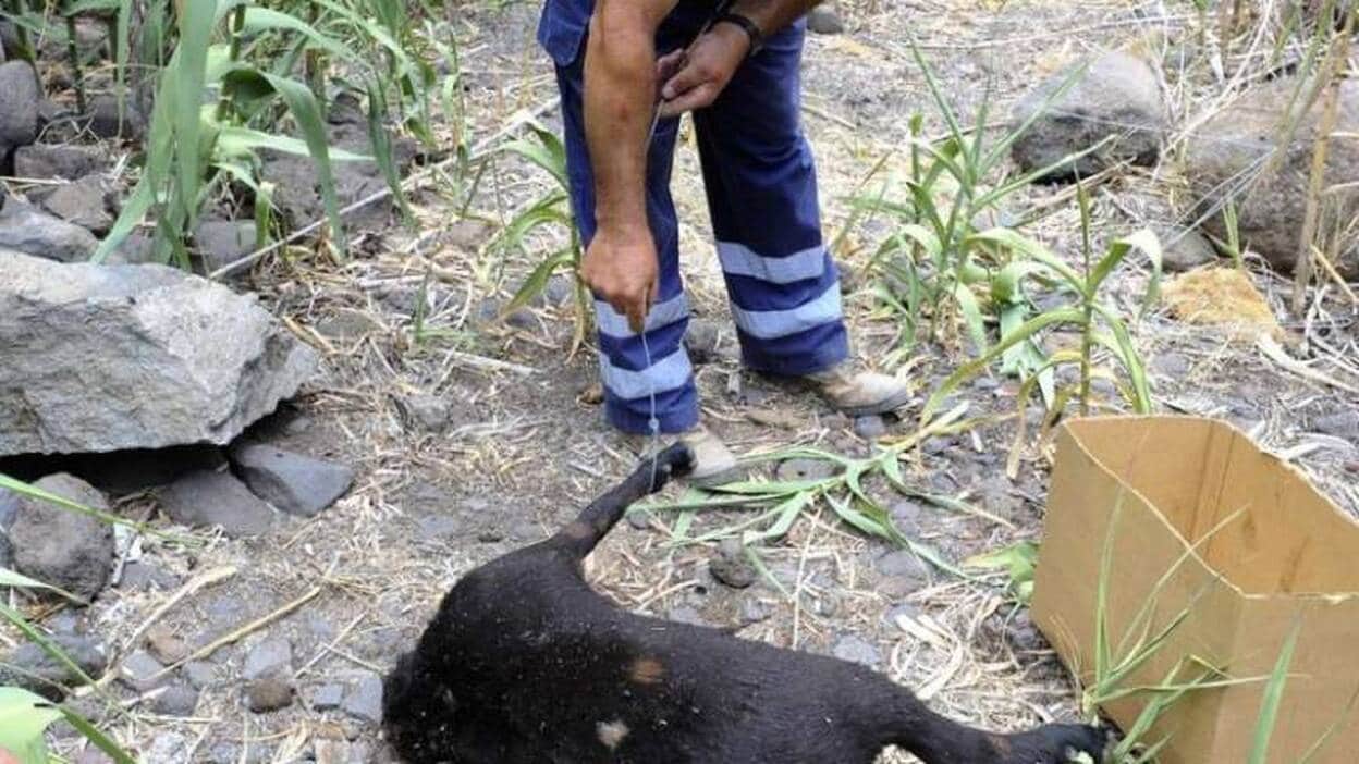 Sacrificio de animales en el barranco de Guayadeque