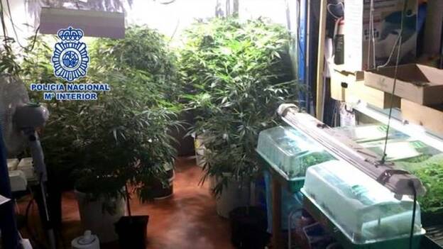 Desmantelado un invernadero con 1.000 plantas de marihuana en Madrid