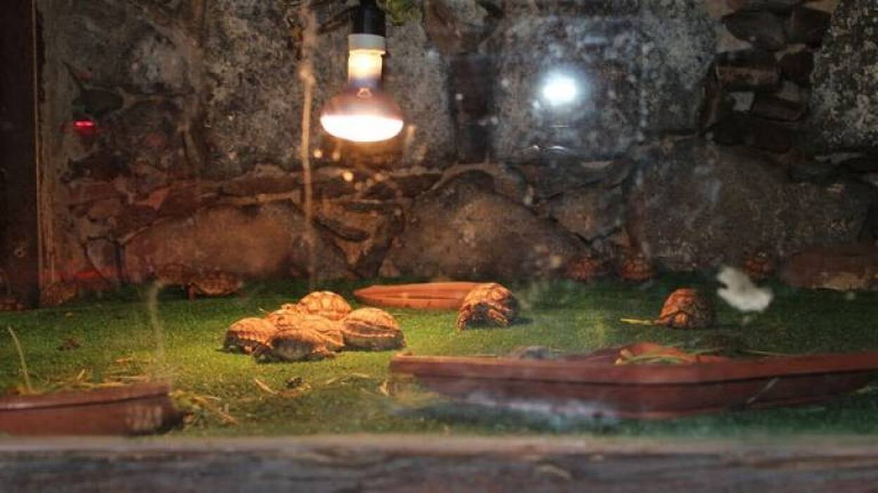 Oasis Park pone en marcha la 'Guardería de Tortugas'