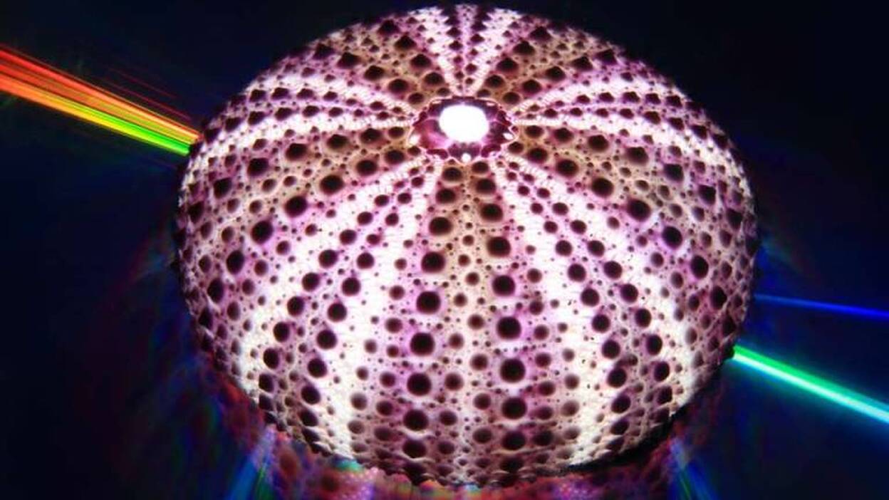 Las Canteras acogerá el Fotosub 2013