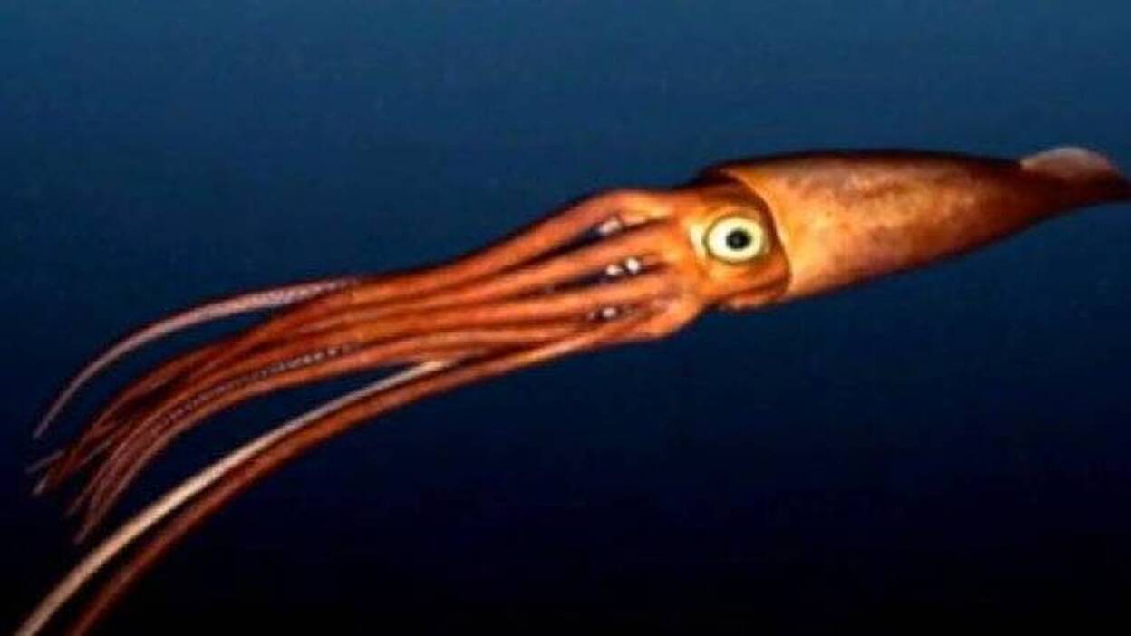 Un calamar hembra consume semen para facilitar el acto sexual