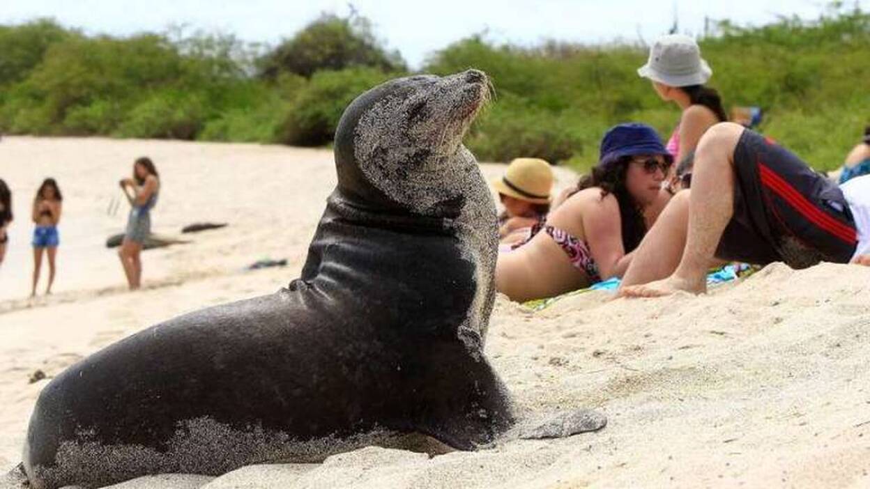 Las Galápagos se vuelca en defensa de sus lobos marinos