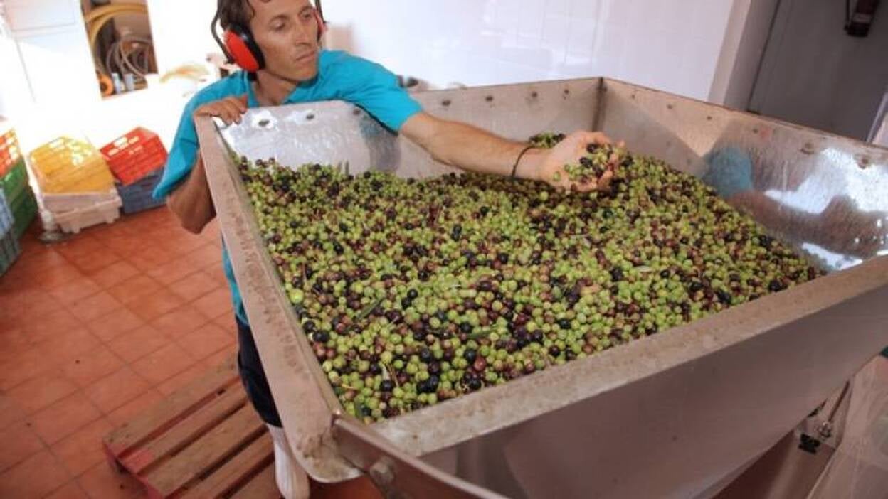 La producción de aceitunas cae por primera vez en 6 años