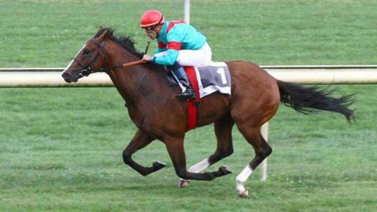 Noozhoh Canarias, el caballo que se sabe campeón