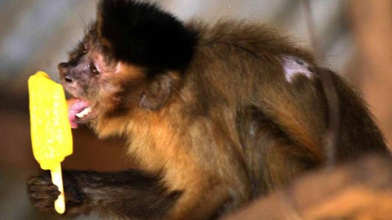 Helados para paliar el calor