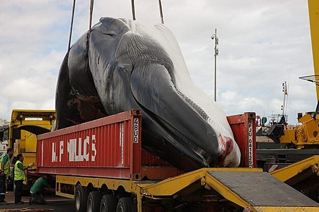 Ballena varada en una playa de Fuerteventura