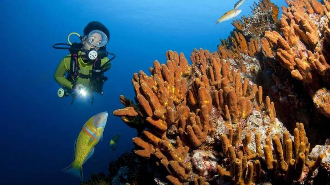 EcoOcéanos impulsa un nuevo modelo para el desarrollo del ecoturismo marino en Canarias