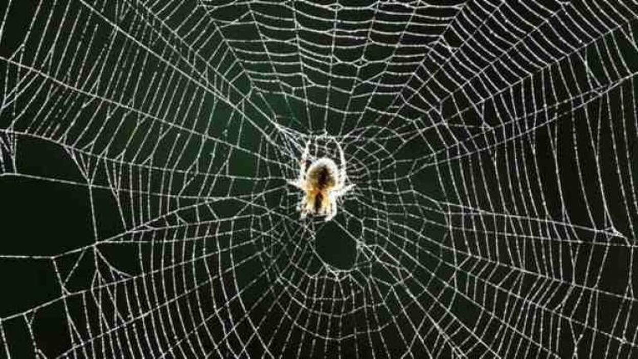 La seda de araña, futuro 'soporte' de la medicina regenerativa