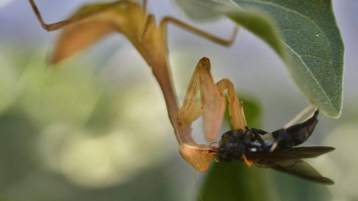 Humanos, moscas y gusanos ¿qué tiene en cómun?