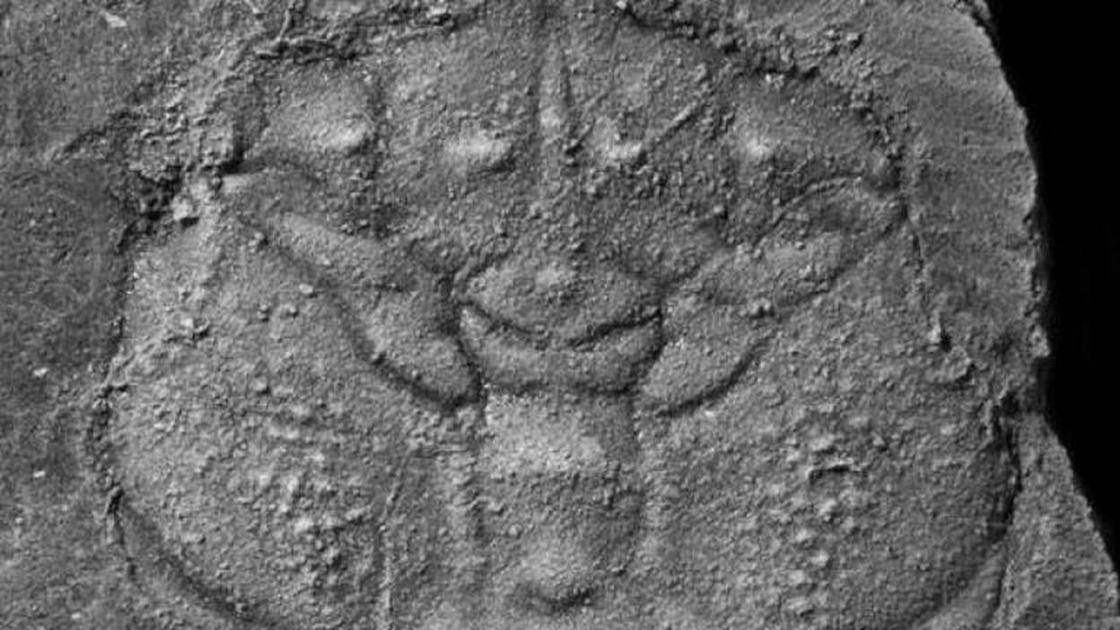 Un cangrejo tropical de 110 millones de años alumbra el puzzle evolutivo