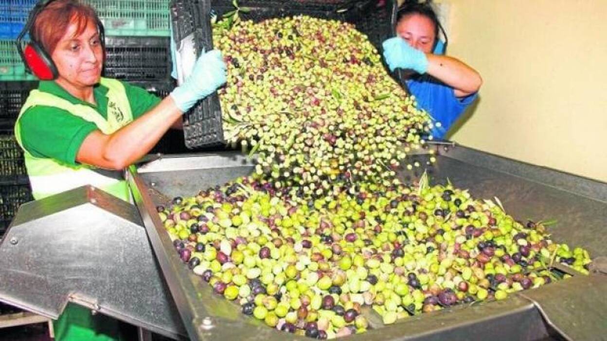 Resurge el cultivo del oro verde