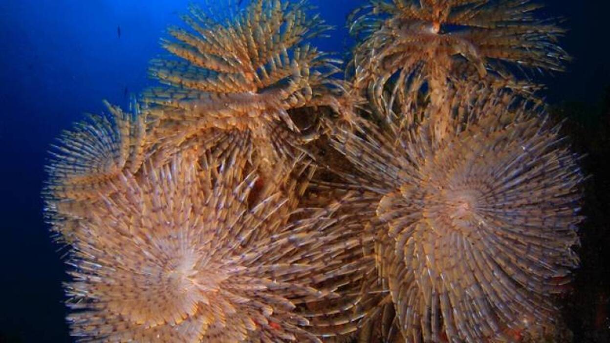 Marcos González y Arturo Telle ganan el Open Fotosub de Gáldar