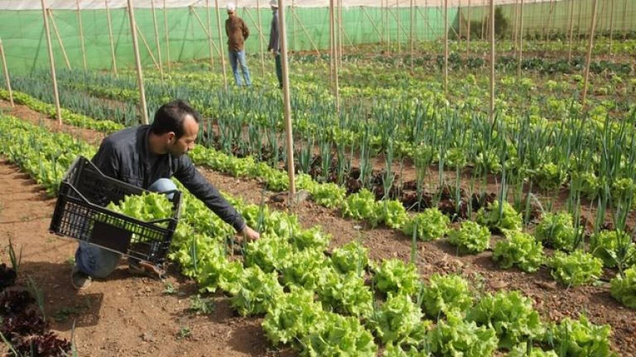 Las verduras ecológicas llegan al menú de los comedores escolares