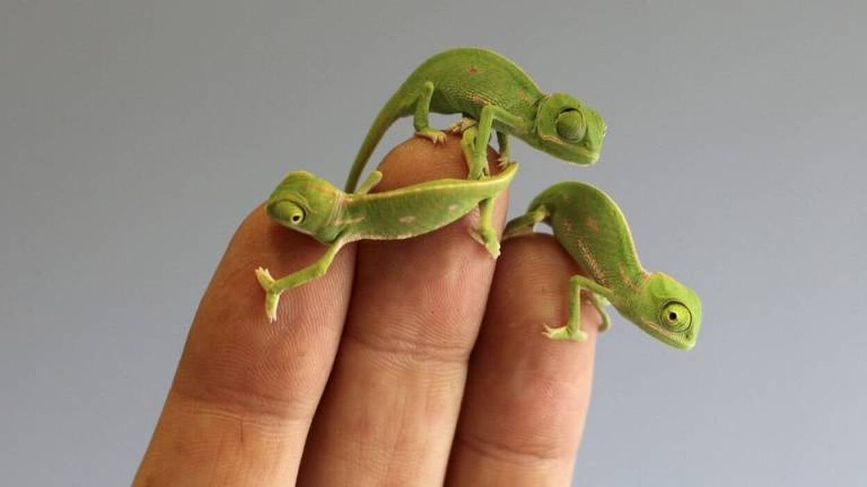 Una 'monada' de bebés