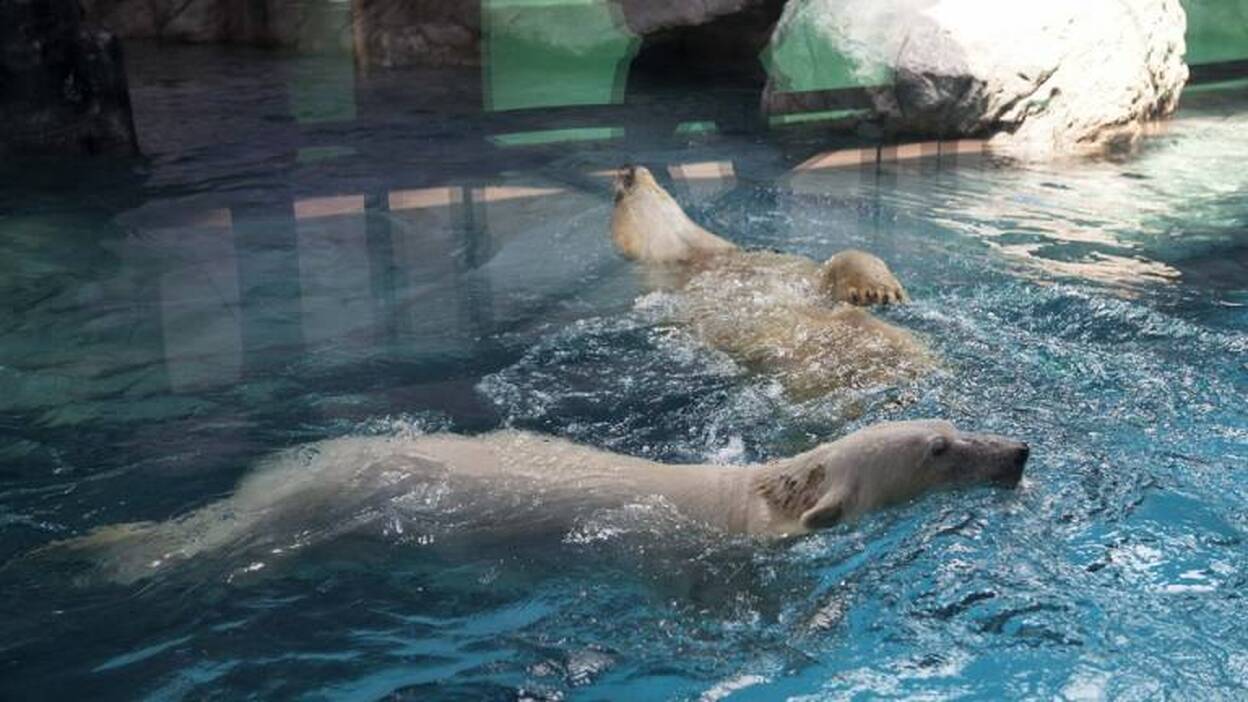 Aurora y Peregrino se presentan en sociedad