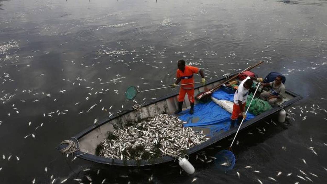 33 toneladas de peces muertos en Río