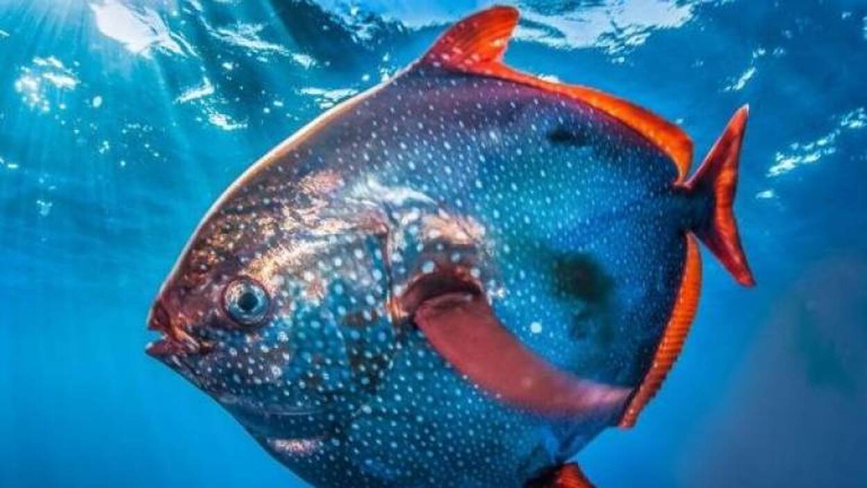Descubren el primer pez de sangre caliente, el opah