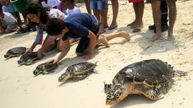 Libres 65 tortugas Carey