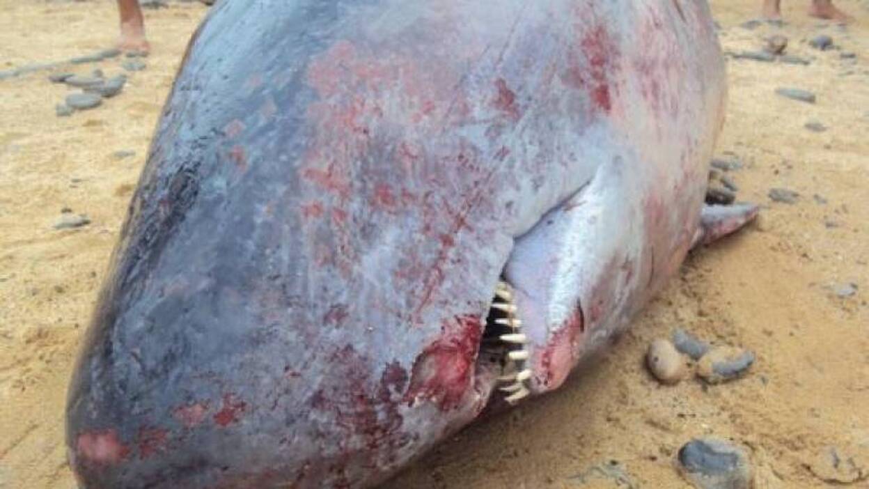 Aparece varado un cachalote pigmeo en la costa de Antigua en Fuerteventura