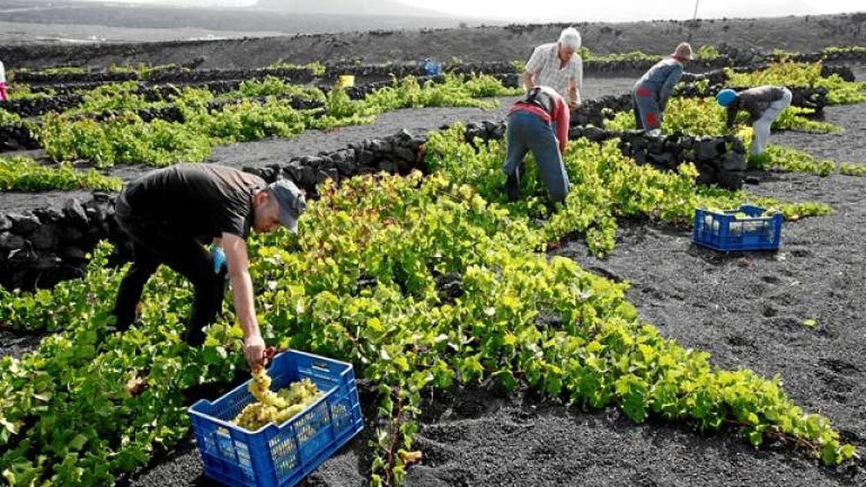Vendimia tardía, pero de calidad