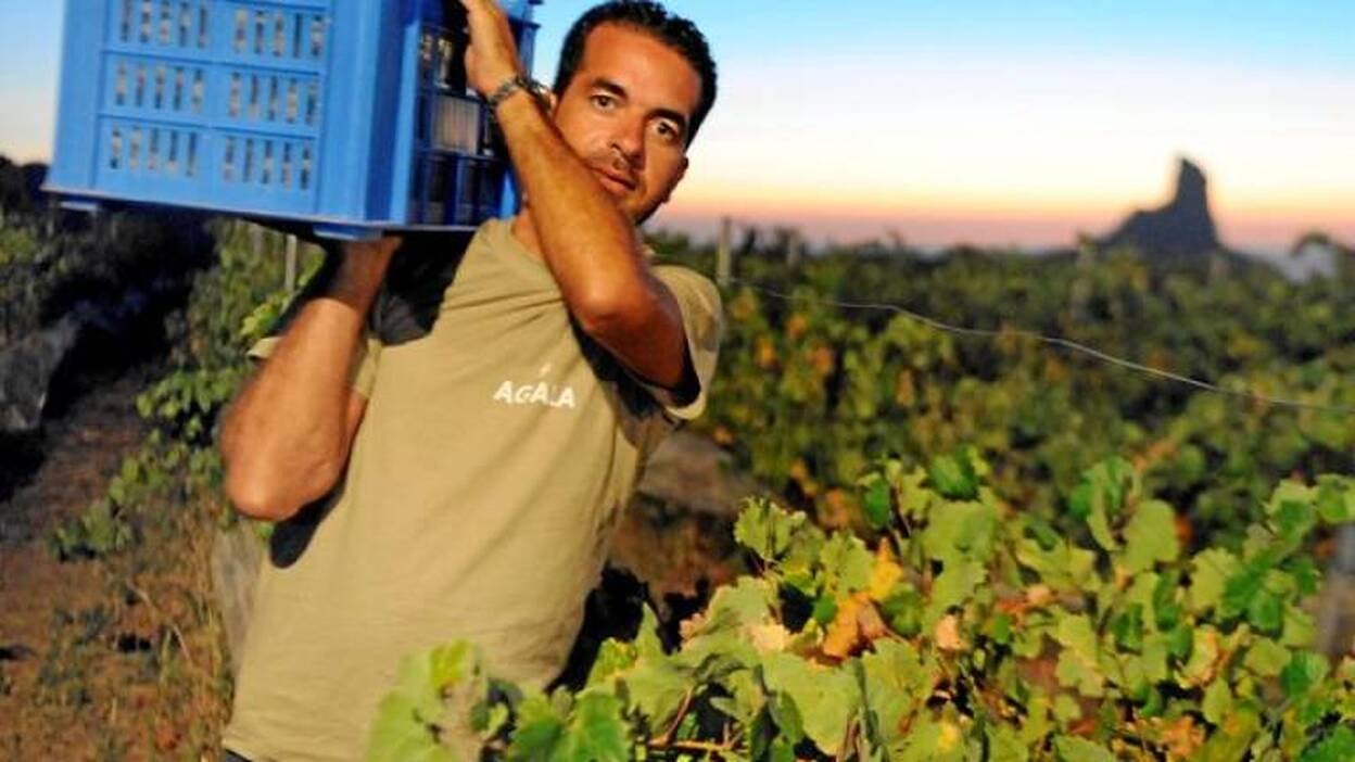 La vendimia con denominación de origen llega a 560 toneladas