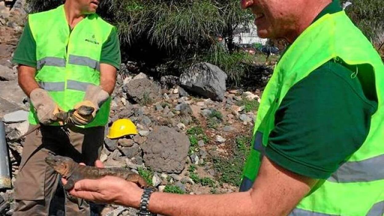 Lagartos sin casa en Tamaraceite