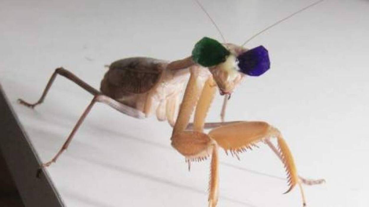 Colocan gafas 3D a una mantis para estudiar la visión en insectos